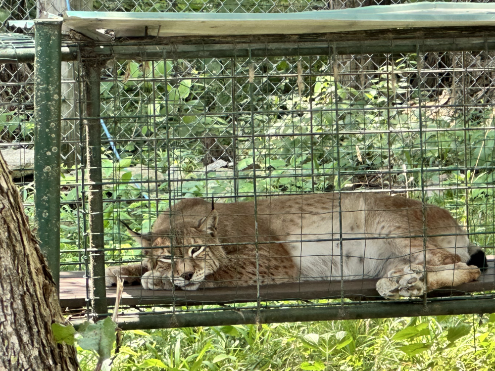 Celebrating Big Wins with Big Cats 